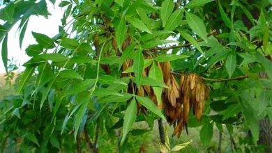 Photo of Coltivazione del frassino meridionale (Fraxinus angustifolia)