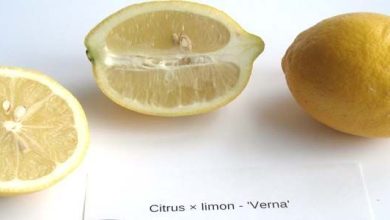 Photo of Caratteristiche del limone della Verna