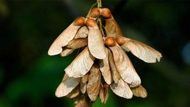 Photo of Guida all’Acer pseudoplatanus (acero bianco)