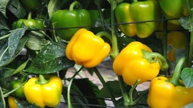 Photo of 9 consigli tecnici sulla coltivazione del peperone