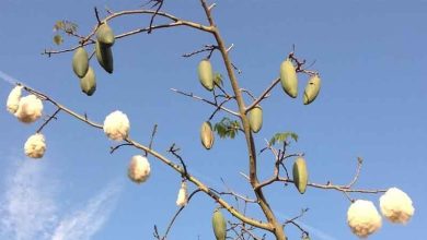 Photo of Coltivazione del bastone da ubriaco (Ceiba speciosa)