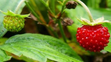 Photo of Fragaria vesca (fragoline di bosco): guida alla coltivazione e cura