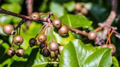 Photo of Coltivazione di pero fiorito (Pyrus calleryana)