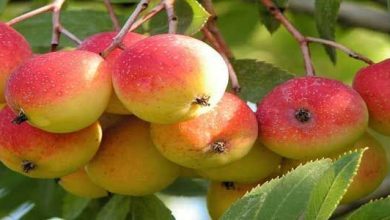 Photo of Sorbus domestica (sorbo comune): foglio vegetale di alberi iberici