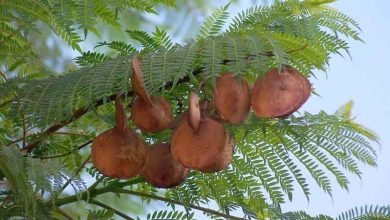 Photo of Coltivazione e cura della Jacaranda mimosifolia