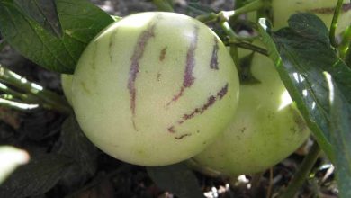 Photo of Coltivazione di pero melone (Solanum muricatum)