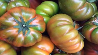 Photo of Come coltivare il pomodoro Muchamiel in giardino