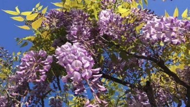 Photo of Come coltivare il glicine nel tuo giardino