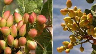 Photo of Guida completa alla semina dei pistacchi