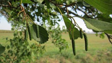 Photo of Caratteristiche dell’ontano comune (Alnus glutinosa)