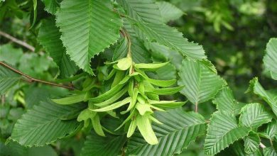 Photo of Caratteristiche del carpino (Carpinus betulus) come albero ornamentale