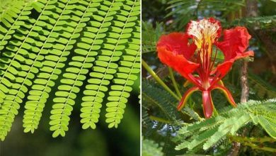 Photo of Flamboyan: l’albero più colorato del mondo