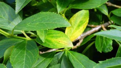 Photo of Forsythia: uno spettacolare cespuglio giallo