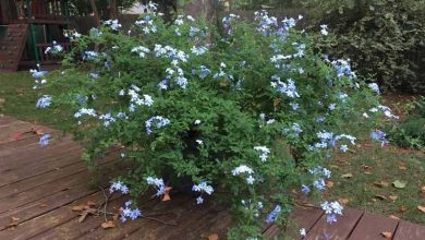 Photo of Come coltivare Plumbago o Blue Jasmine