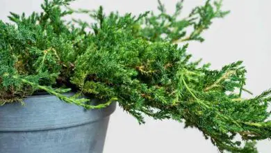 Photo of Juniperus horizontalis: guida e consigli per la coltivazione