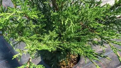 Photo of Juniperus sabina: cespuglio di grande resistenza