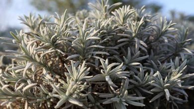 Photo of Quanti tipi di lavanda esistono in natura?