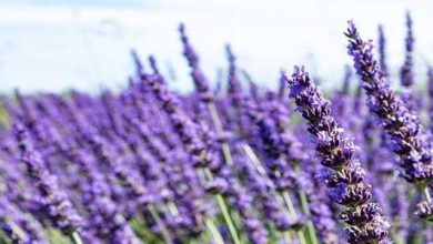 Photo of Messa a dimora e cura di Lavandula latifolia