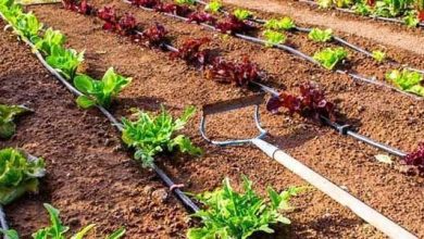 Photo of Consigli per mantenere il tuo giardino in perfette condizioni
