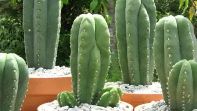 Photo of Cactus San Pedro: guida alla cura e all’uso