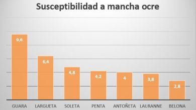 Photo of Confronto del mandorlo Guara rispetto ad altre varietà