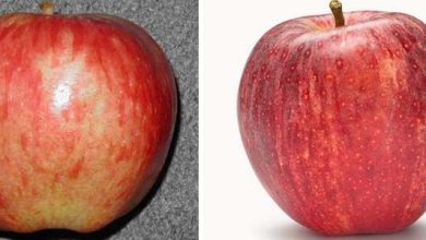 Photo of Le migliori varietà di mele in tutto il mondo