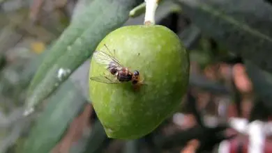 Photo of Controllo e identificazione della mosca dell’olivo