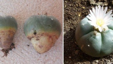 Photo of Peyote (Lophophora williamsii): un cactus con proprietà psicoattive