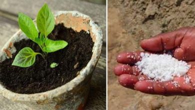 Photo of Come usare il fertilizzante a base di nitrato di potassio