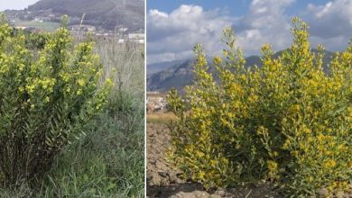 Photo of Dittrichia viscosa: un’erba dalle proprietà medicinali