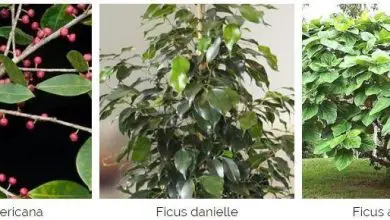 Photo of Ficus benjamina: guida alla cura e alla manutenzione