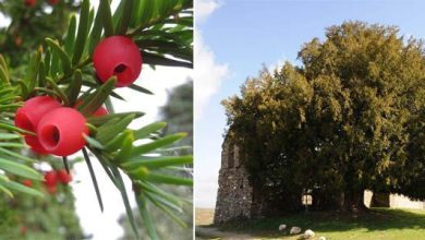 Photo of Coltivazione e usi del tasso (Taxus baccata)