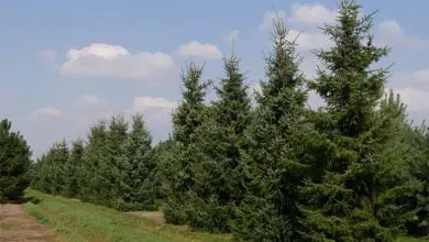 Photo of Genere Picea: le conifere più longeve per il tuo giardino