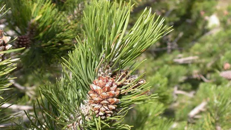 Il pino silvestre il Pinus sylvestris 25 semi facile da coltivare 