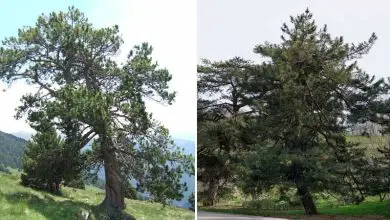 Photo of Guida alla cura e botanica del Pino nero (Pinus uncinata).