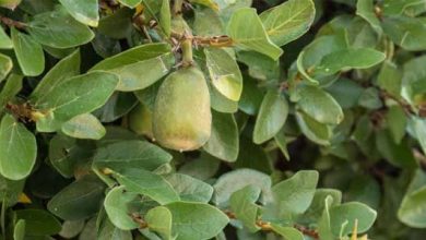 Photo of Ficus pumila: un rampicante perfetto per il tuo giardino