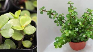 Photo of Portulacaria afra: magnifica succulenta per l’interno della casa