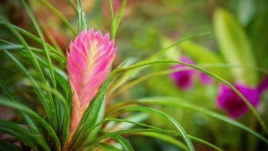 Photo of Coltivazione e caratteristiche della Tillandsia cyanea