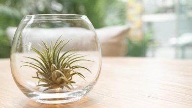 Photo of Tipi di Tillandsia e guida alla cura