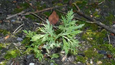 Photo of Artemisia maschile: usi, coltivazione e proprietà