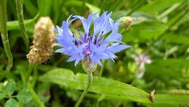 Photo of Proprietà e usi del fiordaliso (Centaurea cyanus)