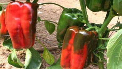Photo of Suggerimenti per coltivare il pepe di Lamuyo