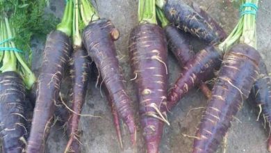 Photo of Scopri l’origine e come viene coltivata la carota viola