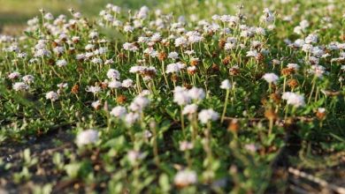 Photo of Coltivazione e usi della Lippia nodiflora