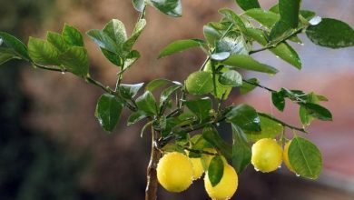 Photo of Come piantare un albero di limoni in casa