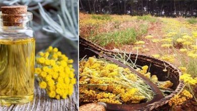 Photo of Helichrysum italicum: scheda vegetale e caratteristiche