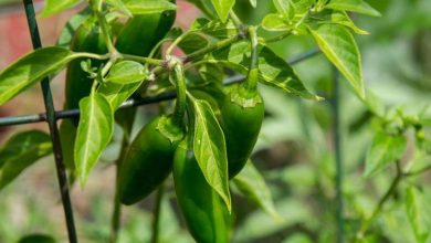 Photo of 9 lezioni sulla coltivazione dei peperoni jalapeno