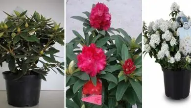Photo of Coltivazione e cura del rododendro
