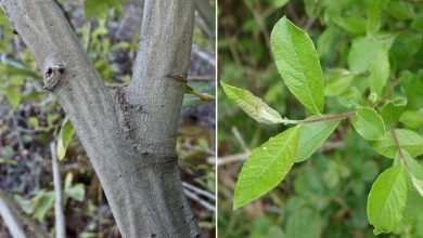 Photo of Salix atrocinerea (salice cenere): arbusto con proprietà terapeutiche