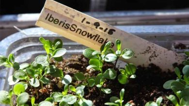 Photo of Iberis sempervirens: un fiore fantastico per il giardino mediterraneo